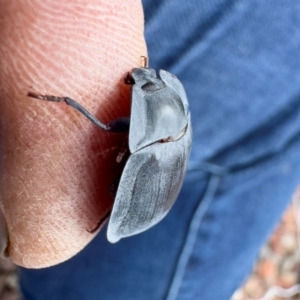 Pterohelaeus piceus at Illilanga & Baroona - 27 Nov 2023