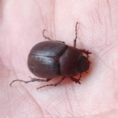 Unidentified Scarab beetle (Scarabaeidae) at Yass River, NSW - 1 Dec 2023 by SenexRugosus