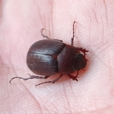 Unidentified Scarab beetle (Scarabaeidae) at Rugosa - 1 Dec 2023 by SenexRugosus