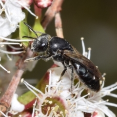 Euryglossa depressa (Native bee) at Jerrabomberra, NSW - 1 Dec 2023 by DianneClarke