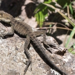 Intellagama lesueurii howittii (Gippsland Water Dragon) at Umbagong District Park - 1 Dec 2023 by AlisonMilton