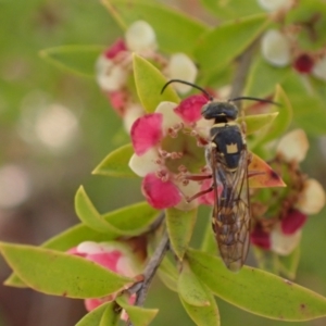 Agriomyia sp. (genus) at Murrumbateman, NSW - 1 Dec 2023