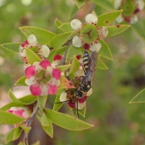 Agriomyia sp. (genus) at Murrumbateman, NSW - 1 Dec 2023