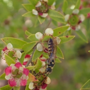 Agriomyia sp. (genus) at Murrumbateman, NSW - 1 Dec 2023