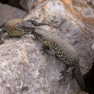 Egernia cunninghami at Umbagong District Park - 1 Dec 2023