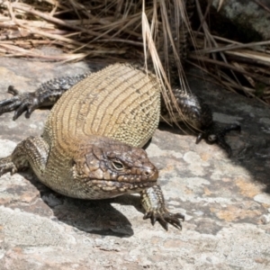 Egernia cunninghami at Umbagong District Park - 1 Dec 2023 11:25 AM