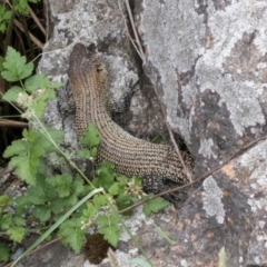 Egernia cunninghami at Umbagong District Park - 1 Dec 2023 11:25 AM