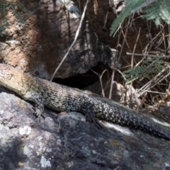 Egernia cunninghami at Umbagong District Park - 1 Dec 2023