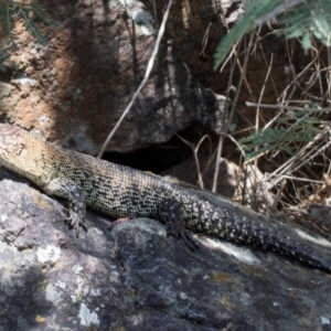 Egernia cunninghami at Umbagong District Park - 1 Dec 2023 11:25 AM