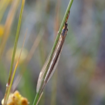 Myrmeleontidae (family) (Unidentified Antlion Lacewing) at Michelago, NSW - 27 Dec 2020 by Illilanga