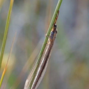 Myrmeleontidae (family) at Illilanga & Baroona - 28 Dec 2020