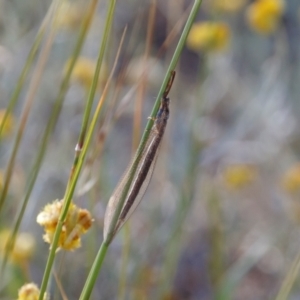 Myrmeleontidae (family) at Illilanga & Baroona - 28 Dec 2020