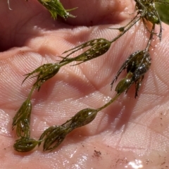 Characeae (family) (Stonewort (A freshwater algae)) at Michelago, NSW - 13 Nov 2023 by Illilanga