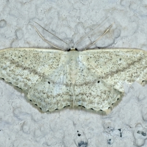 Scopula perlata at Ainslie, ACT - 13 Nov 2023 10:11 PM