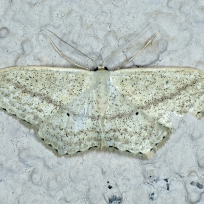 Scopula perlata (Cream Wave) at Ainslie, ACT - 13 Nov 2023 by jb2602