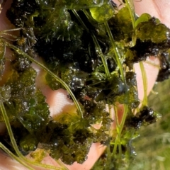 Nitella sp. (genus) (A green freshwater algae) at Michelago, NSW - 13 Nov 2023 by Illilanga