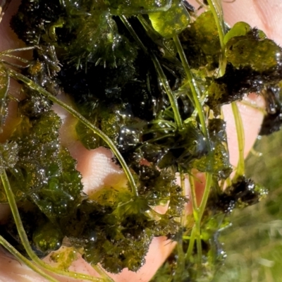 Nitella sp. (genus) (A green freshwater algae) at Michelago, NSW - 13 Nov 2023 by Illilanga