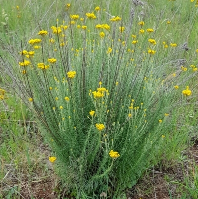 Chrysocephalum semipapposum (Clustered Everlasting) at Croke Place Grassland (CPG) - 1 Dec 2023 by kasiaaus