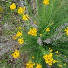 Chrysocephalum semipapposum at Croke Place Grassland (CPG) - 1 Dec 2023