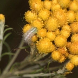 Chrysocephalum semipapposum at Croke Place Grassland (CPG) - 1 Dec 2023 12:37 PM