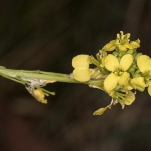 Hirschfeldia incana at Croke Place Grassland (CPG) - 1 Dec 2023