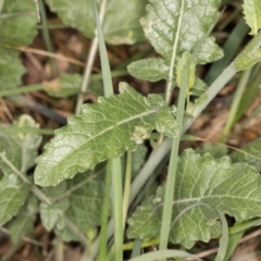 Hirschfeldia incana at Croke Place Grassland (CPG) - 1 Dec 2023