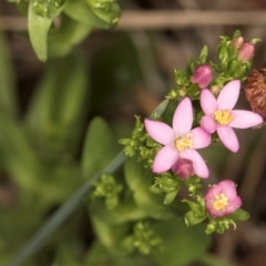 Centaurium sp. (Centaury) at McKellar, ACT - 1 Dec 2023 by kasiaaus