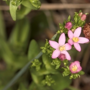 Centaurium sp. at Croke Place Grassland (CPG) - 1 Dec 2023 11:57 AM