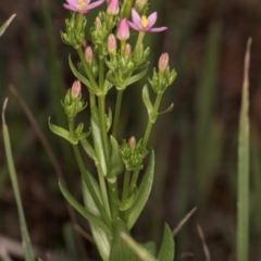 Centaurium sp. at Undefined Area - 1 Dec 2023 11:57 AM