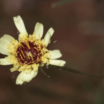 Tolpis barbata (Yellow Hawkweed) at McKellar, ACT - 1 Dec 2023 by kasiaaus