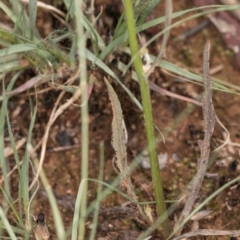 Tolpis barbata at Croke Place Grassland (CPG) - 1 Dec 2023