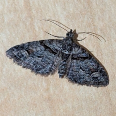 Phrissogonus laticostata (Apple looper moth) at Lions Youth Haven - Westwood Farm - 1 Dec 2023 by HelenCross