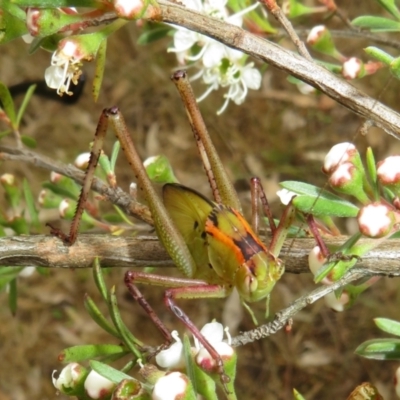 Tettigoniidae (family) (Unidentified katydid) at Piney Ridge - 1 Dec 2023 by Christine