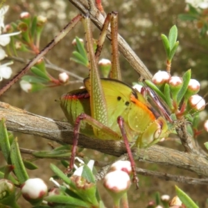 Tettigoniidae (family) at Bluetts Block (402, 403, 12, 11) - 1 Dec 2023