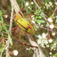 Tettigoniidae (family) at Bluetts Block (402, 403, 12, 11) - 1 Dec 2023