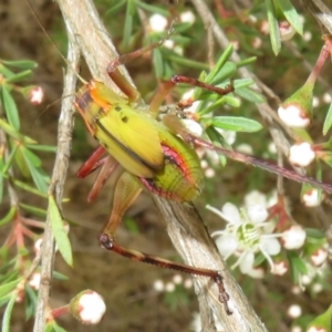 Tettigoniidae (family) at Bluetts Block (402, 403, 12, 11) - 1 Dec 2023