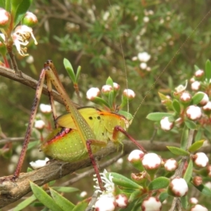 Tettigoniidae (family) at Bluetts Block (402, 403, 12, 11) - 1 Dec 2023