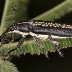 Rhinotia sp. in brunnea-group (A belid weevil) at Croke Place Grassland (CPG) - 14 Nov 2023 by kasiaaus