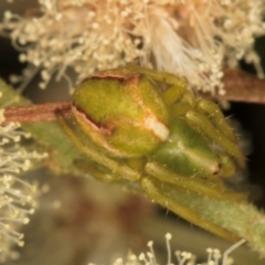 Sidymella sp. (genus) at Croke Place Grassland (CPG) - 14 Nov 2023