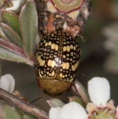 Paropsis pictipennis at McKellar, ACT - 14 Nov 2023