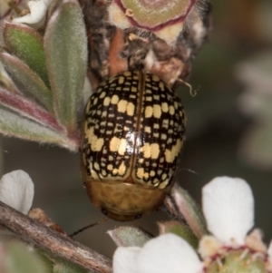 Paropsis pictipennis at McKellar, ACT - 14 Nov 2023