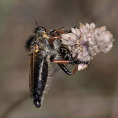 Asilidae (family) (Unidentified Robber fly) at Dunlop Grassland (DGE) - 17 Nov 2023 by kasiaaus