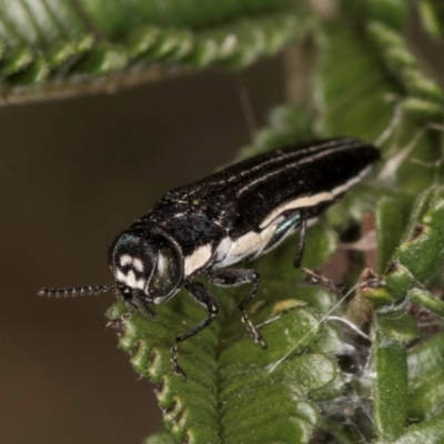 Agrilus hypoleucus (Hypoleucus jewel beetle) at Belconnen, ACT - 17 Nov 2023 by kasiaaus