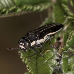 Agrilus hypoleucus (Hypoleucus jewel beetle) at Belconnen, ACT - 17 Nov 2023 by kasiaaus