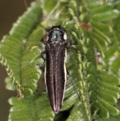 Agrilus hypoleucus at Lake Ginninderra - 17 Nov 2023