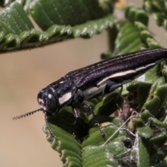 Agrilus hypoleucus at Lake Ginninderra - 17 Nov 2023