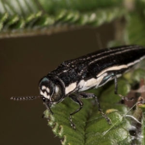 Agrilus hypoleucus at Lake Ginninderra - 17 Nov 2023