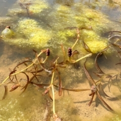 Potamogeton ochreatus (Blunt Pondweed) at Michelago, NSW - 18 Oct 2023 by Illilanga