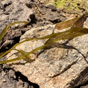 Potamogeton ochreatus at Illilanga & Baroona - 18 Oct 2023