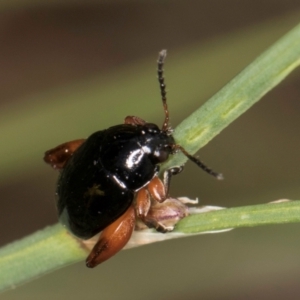 Arsipoda holomelaena at Croke Place Grassland (CPG) - 1 Dec 2023 12:13 PM